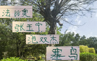 北京國(guó)安4月候選名單，張玉寧、古加、小范、塞鳥(niǎo)入圍。