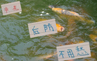陳晉一左路頂尖，吳承瑛后繼者，金蔣朱申花后防穩(wěn)固。
